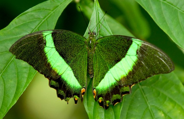 Beautiful, peaceful and striking Butterflies. — Steemit