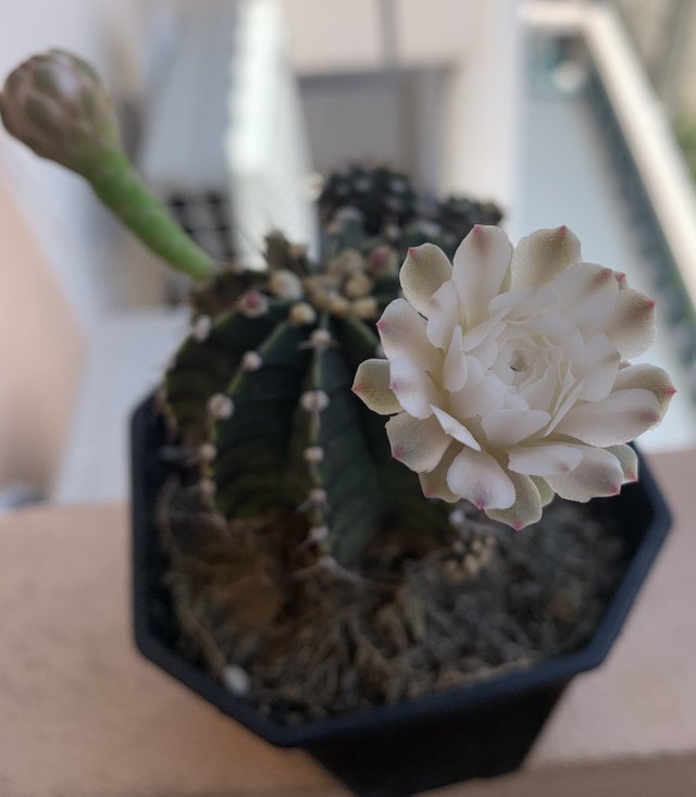 cacti10.jpg