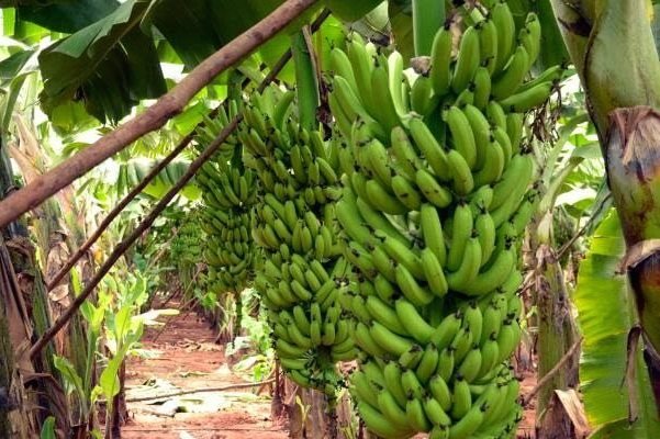 banana-farm.jpg