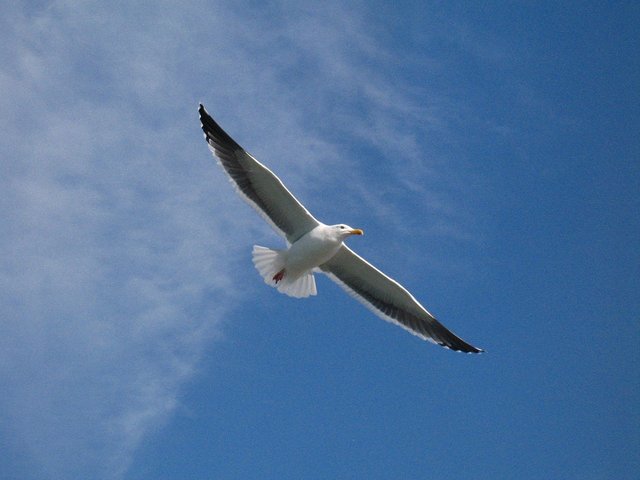 seagull-13430_1280.jpg