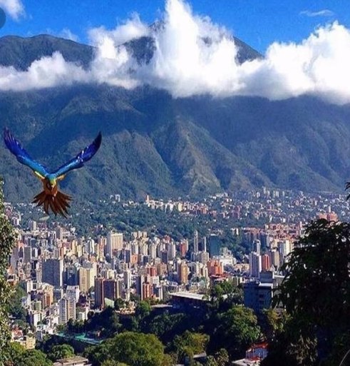 Pajaro arriba. Parajo abajo.