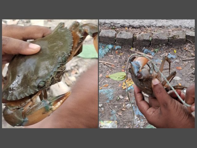 PhotoCollage_1756233371204.jpg