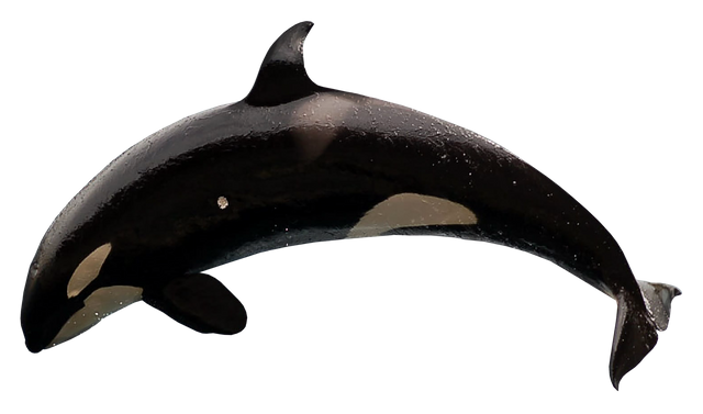 killer-whale-6359726_1920.png