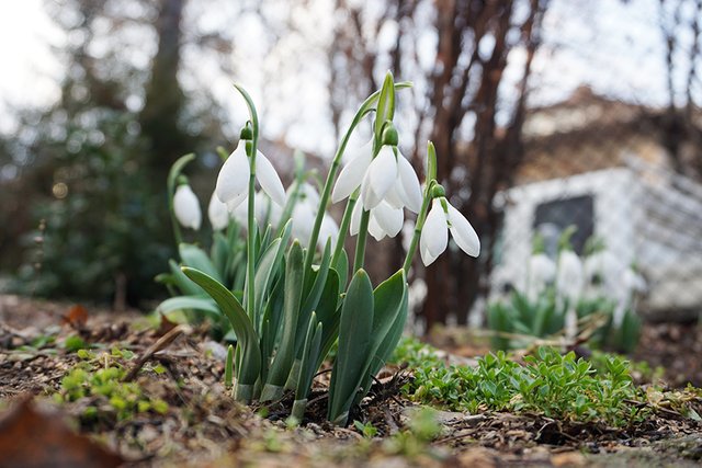 Snowdrops_6_s.jpg