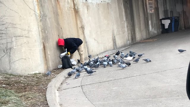 Pigeons.jpg