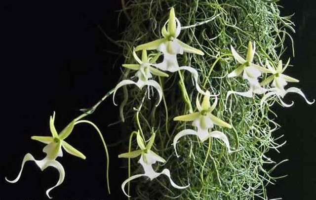 ghost-orchid.jpg