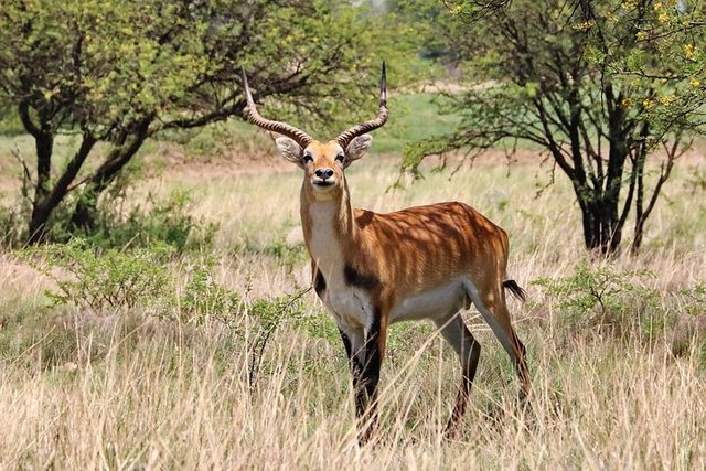 lechwe-bull-4045642__480.jpg