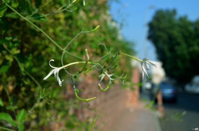 8 TINY FLOWERS.jpg