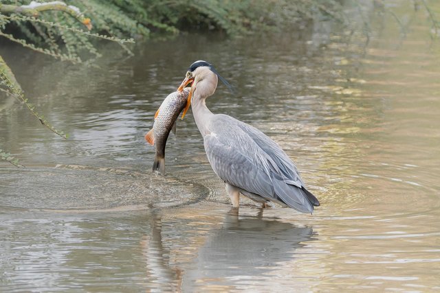 grey-heron-8517542_1280.jpg