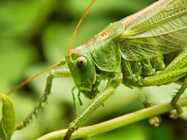 grasshopper-389281__480.jpg