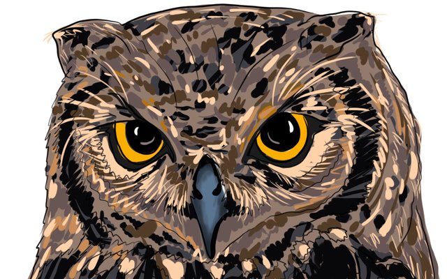 owl face(354).jpg