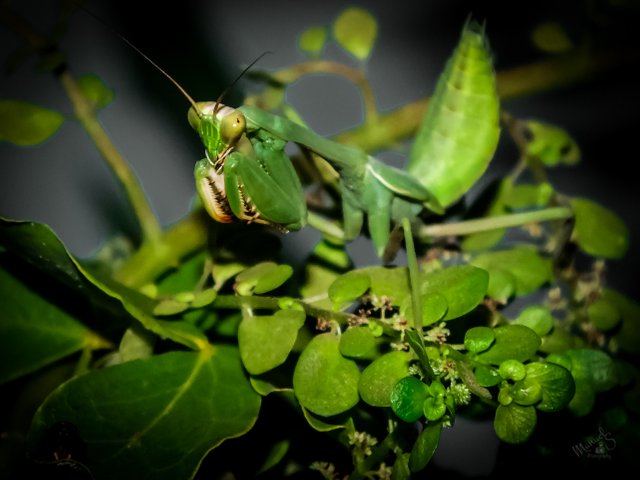 Mantis macro-9.jpg