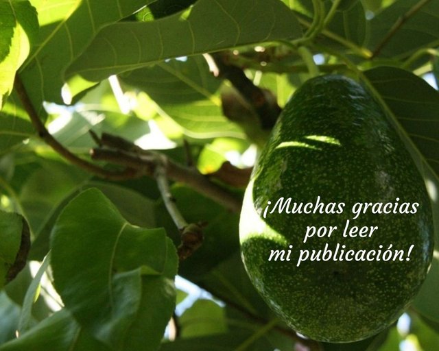 Naranja Blanco Corazón Naturaleza Familia Foto Collage (1).jpg