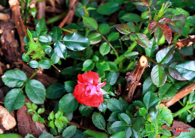 red rose M25_0001.JPG