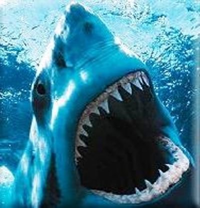 AAAX Great White Shark Cape Town 2.jpg