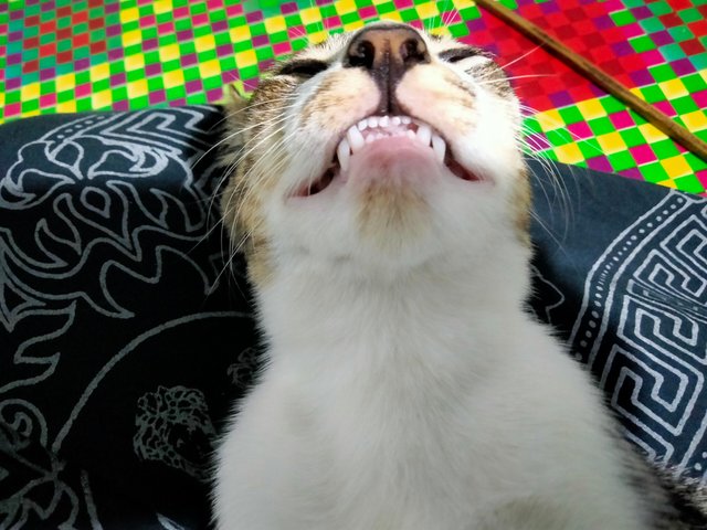 IMG20250729201156.jpg