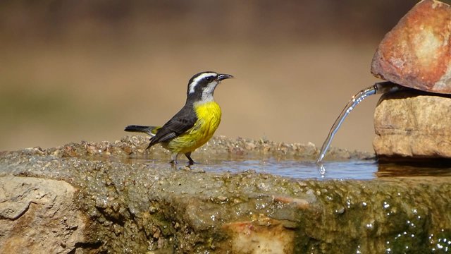 01.-avistaje-de-aves-en-la-argentina-(#1).jpeg