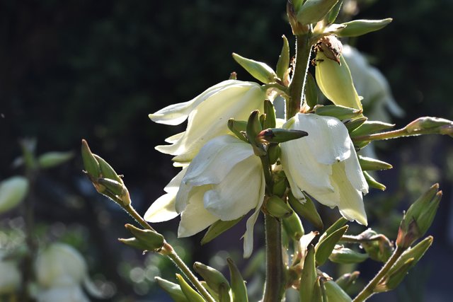 Yucca flowers 1.jpg