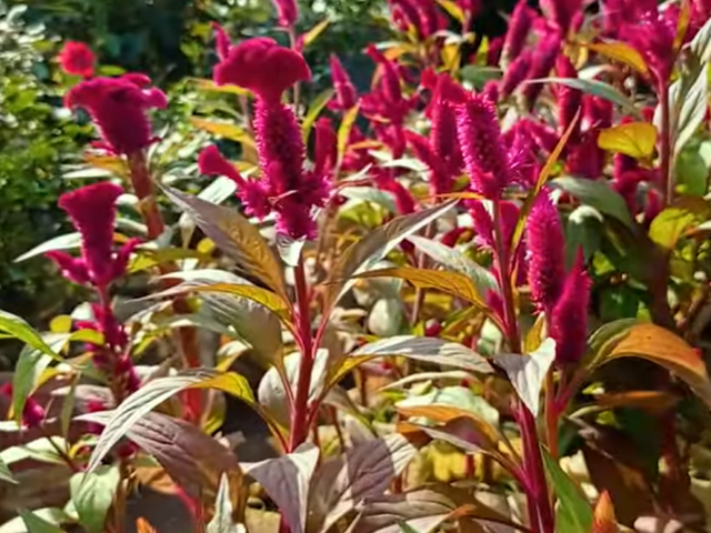 Celosia Flower.PNG