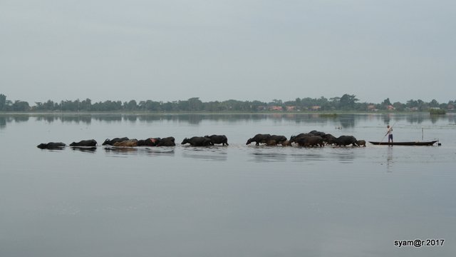 Kerbau_rawa_bangsal_pampangan_agroekologi (3).JPG