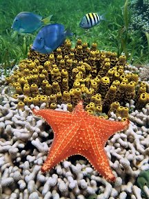 estrellas-de-mar-con-las-esponjas-del-tubo-en-un-arrecife-de-coral-32802195.jpg