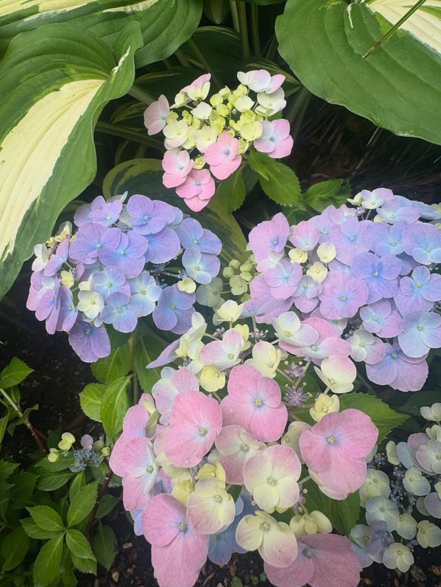 IMG_20250604_121819.jpg