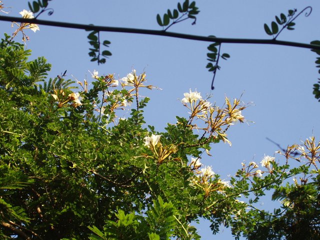 Queen Sirikit Park - Bauhinia winitii