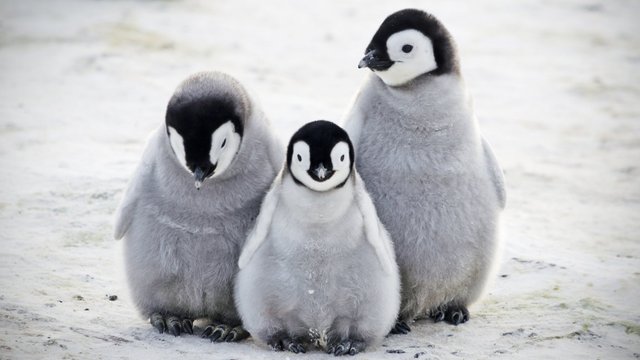 _111925035_penguino.jpg