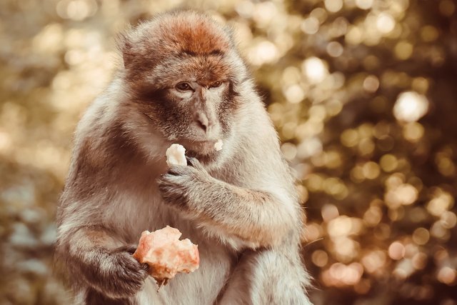 barbary-macaque-7354080_1280.jpg