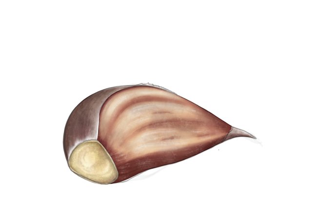 garlic_03.jpg