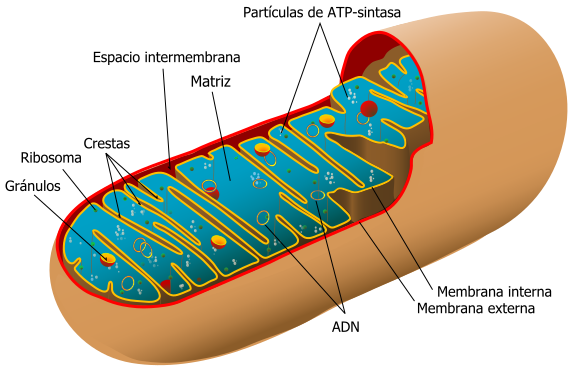 Animal_mitochondrion_diagram_es_svg.png