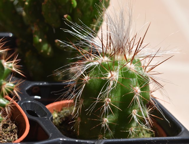 Cactus Oreocereus celcianus.jpg