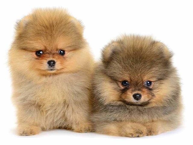 Beaver-Pomeranians.jpg