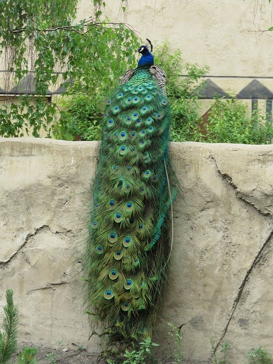 peacock-1662969_960_720.jpg