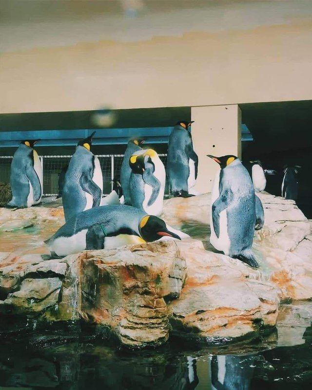 pinguine.jpg