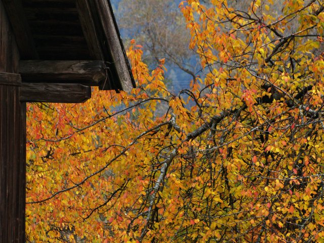 2018-10-Autumn-Tree.jpg