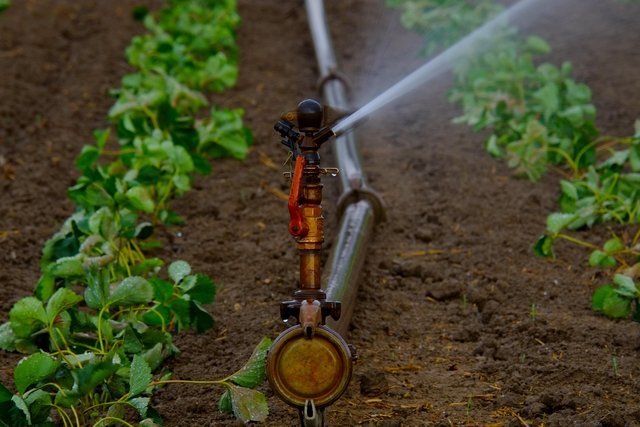 water-sprinkler-880970_1280.jpg