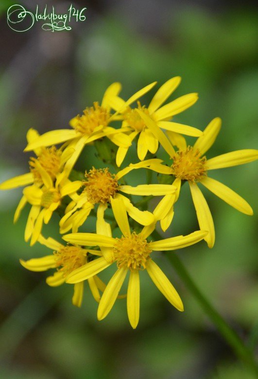 flower_kananaskis3.jpg