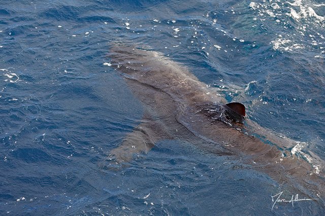 requin surface1.jpg