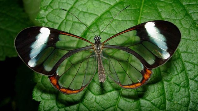 Glasswing-Butterfly-1.jpg