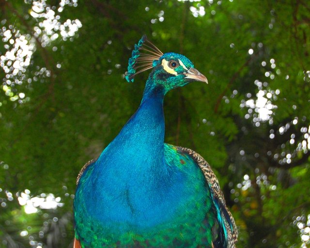 peacock.JPG