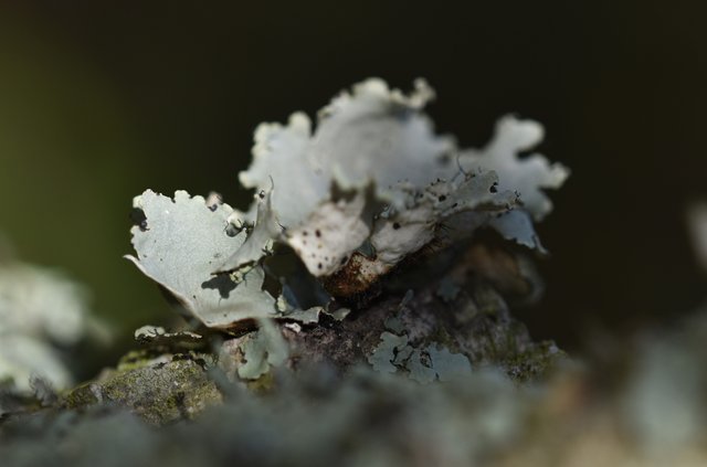 lichen grey macro 1.jpg