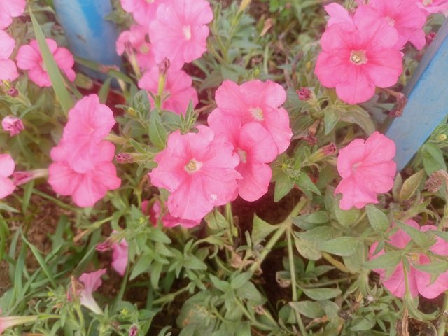 IMG20250402165234.jp