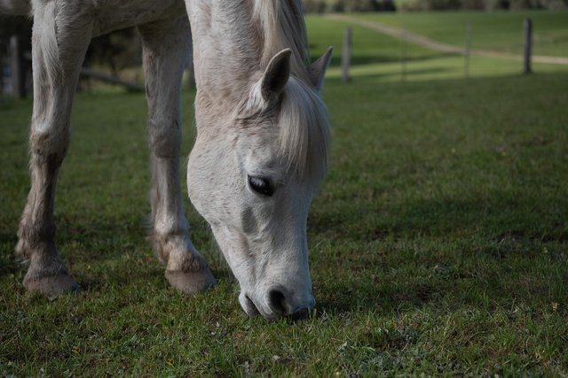 Caballo 3.jpg