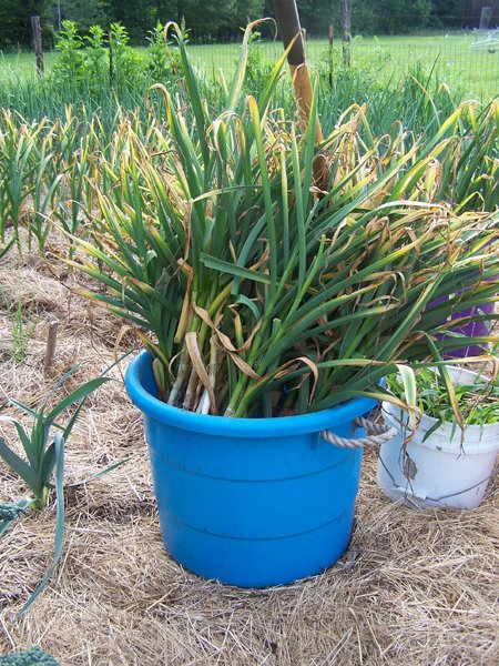 Digging garlic - 1st tote full crop July 2018.jpg