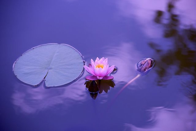 lotus-1205631__480.webp