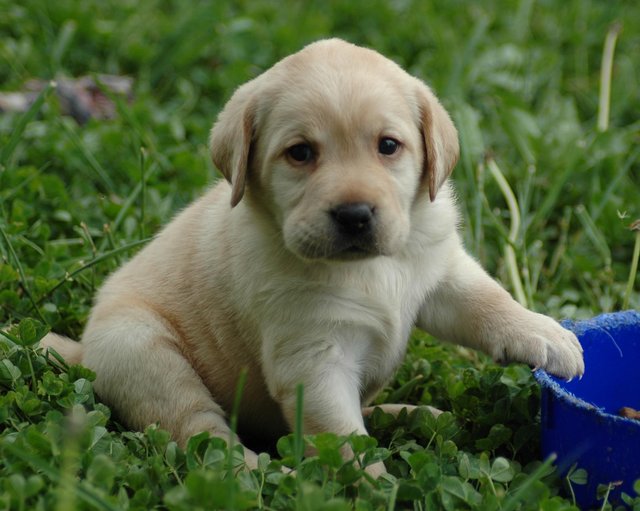 puppy-lab-HD-wallpaper.jpg