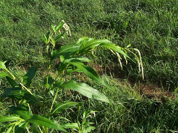 Driveway - weed2 crop August 2019.jpg