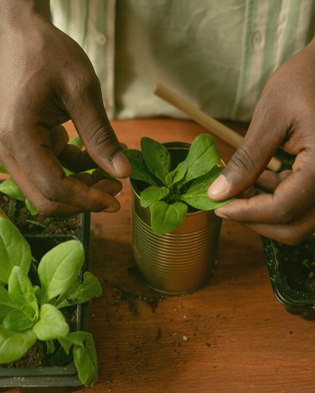 Green Photocentric Planting Indoors Instagram Post.png