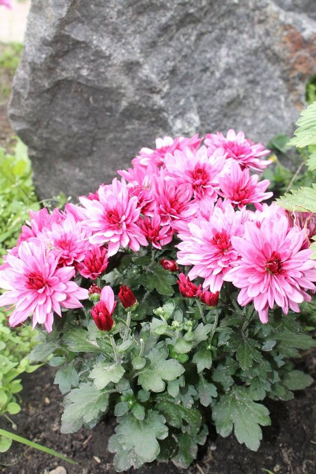 IMG_1390.jpeg